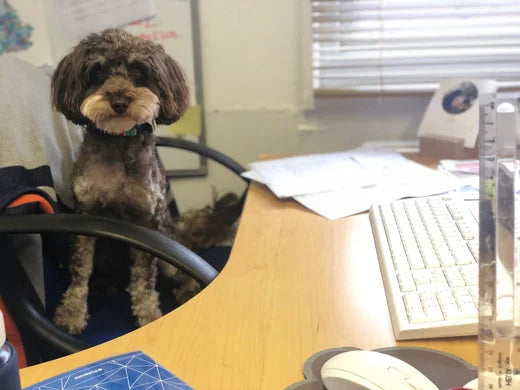 Bring your dog to work day | brush baby childrens toothbrush